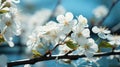 Beautiful white cherry flowers during spring months