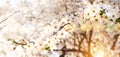 Beautiful white cherry tree blossom branches. Sunny spring day blooming garden.