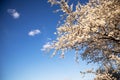 Beautiful white cherry tree blossom branches. Sunny spring day blooming garden.