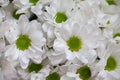 Beautiful white chrysanthemum bouquet closeup. Abstract background. Flower background, garden flowers Royalty Free Stock Photo