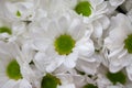 Beautiful white chrysanthemum bouquet closeup. Abstract background. Flower background, garden flowers Royalty Free Stock Photo