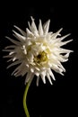 White chrysanthemum flower isolated on a black background Royalty Free Stock Photo