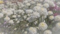 Beautiful White chrysanthemums flowers in the garden Royalty Free Stock Photo