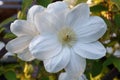 Beautiful white clematis closeup in the garden macro