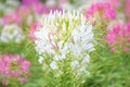 Beautiful white Cleome spinosa or white Spider flower in the garden.