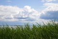 Beautiful white clouds, sunny day, green reeds near a lake or river Royalty Free Stock Photo