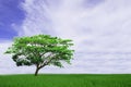 Beautiful white Cloudy and blue sky over rain tree isolated on green field background. Royalty Free Stock Photo