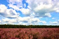 beautiful white cloudy sky above the edge of the forest and vast flowering heathlands Royalty Free Stock Photo