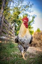 Beautiful white cock on the poultry in a hungarian farm