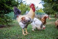 Beautiful white cock on the poultry in a hungarian farm