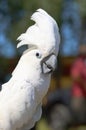 Beautiful the white cockatoo parrot Royalty Free Stock Photo