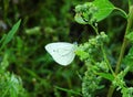 Beautiful white color butterfly, Lithuania Royalty Free Stock Photo