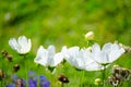 Beautiful white color cosmos flowers in a spring season at a botanical garden. Royalty Free Stock Photo