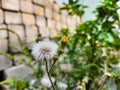 Beautiful White Color dandelion with pollinator flying Flower in a plant with nature background