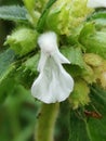 Beautiful white color flower Leucas currantly blossom the tropical summer in the garden a with green Background