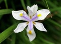Beautiful white color of Large Wild-Iris flower, originated from South Africa Royalty Free Stock Photo