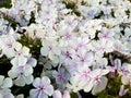 White color of Sweet Summer Fantasy Phlox flowers Royalty Free Stock Photo