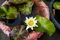 Beautiful white color water lilies or Nymphaea blooming among leaves in plastic pot in local gardening shop Royalty Free Stock Photo