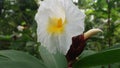 Beautiful White Color Wildflower In My Garden Royalty Free Stock Photo