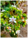 Beautiful white coloured Beli flower