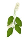 Beautiful White Combretum Flower or Combretum Latifolium Flower