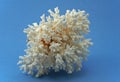 Beautiful White Coral Royalty Free Stock Photo