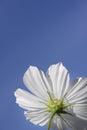 beautiful white Cosmos bipinnatus flower Royalty Free Stock Photo