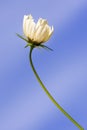 beautiful white Cosmos bipinnatus flower Royalty Free Stock Photo