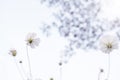 Beautiful white cosmos Cosmos Bipinnatus flowers field in soft focus at the park with blurred crown of tree with sun light Royalty Free Stock Photo