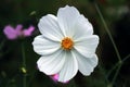 Beautiful white Cosmos flower in the garden. Royalty Free Stock Photo