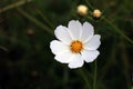 Beautiful white Cosmos flower in the garden. Royalty Free Stock Photo