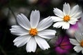 Beautiful white Cosmos flower in the garden. Royalty Free Stock Photo