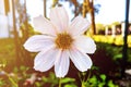 Beautiful white Cosmos flower in the garden. White flowers pictures. Cosmos bipinnatus, commonly called the garden Royalty Free Stock Photo