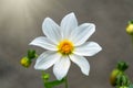 Beautiful white Cosmos flower on gray blured background with sun rays. Cosmos bipinnatus, commonly called the garden cosmos or Royalty Free Stock Photo