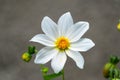 Beautiful white Cosmos flower on gray blured background. Cosmos bipinnatus, commonly called the garden cosmos or Mexican aster Royalty Free Stock Photo