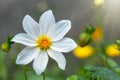 Beautiful white Cosmos flower on gray blurred background. Cosmos bipinnatus, commonly called the garden cosmos or Mexican aster Royalty Free Stock Photo