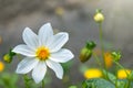 Beautiful white Cosmos flower on gray blurred background. Cosmos bipinnatus, commonly called the garden cosmos or Mexican aster Royalty Free Stock Photo