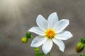 Beautiful white Cosmos flower on gray blurred background with sun rays. Cosmos bipinnatus, commonly called the garden cosmos or Royalty Free Stock Photo