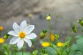 Beautiful white Cosmos flower on gray blurred background. Cosmos bipinnatus, commonly called the garden cosmos or Mexican aster Royalty Free Stock Photo