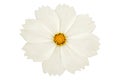 Beautiful white cosmos flower isolated on white background Royalty Free Stock Photo