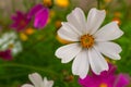 Beautiful white Cosmos flower in nature, sweet background, blurry flower background, white and deep pink cosmos. Cosmos Royalty Free Stock Photo