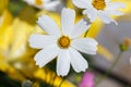 Beautiful white cosmos flowers of bipinnatus in the summer season plants during bloom. A beautiful cosmos flower against a Royalty Free Stock Photo