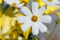 Beautiful white cosmos flowers of bipinnatus in the summer season plants during bloom. A beautiful cosmos flower against a Royalty Free Stock Photo