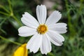 Beautiful white cosmos flowers of bipinnatus in the summer season plants during bloom. A beautiful cosmos flower against a Royalty Free Stock Photo