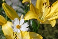 Beautiful white cosmos flowers bipinnatus in summer season plants during flowering. Beautiful cosmos flower against the background Royalty Free Stock Photo