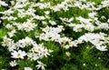 Beautiful White Cosmos Flowers in garden Royalty Free Stock Photo