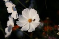 Beautiful white Cosmos flowers in the garden. Royalty Free Stock Photo