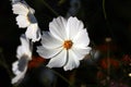 Beautiful white Cosmos flowers in the garden. Royalty Free Stock Photo