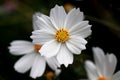 Beautiful white Cosmos flowers in the garden. Royalty Free Stock Photo