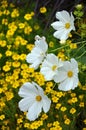 White cosmos flowers